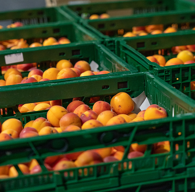 reife Pfirsiche in grünen Transportkisten aus Plastik übereinandergestapelt