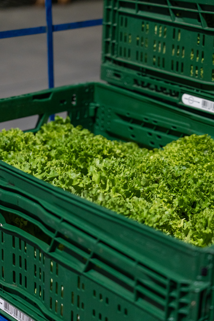 grüne Salatköpfe in grünen Transportkisten aus Plastik übereinandergestapelt